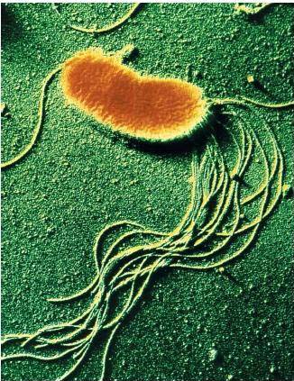 Tackling bacterial growth: pseudomonas